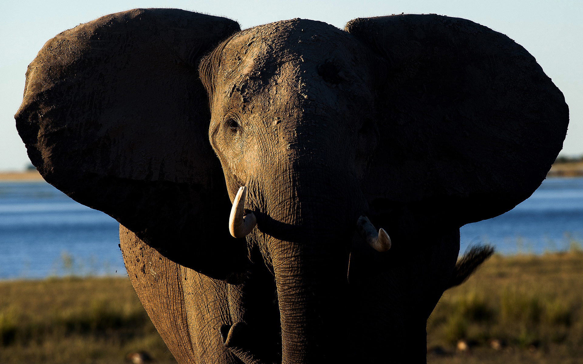 elephant Wallpaper