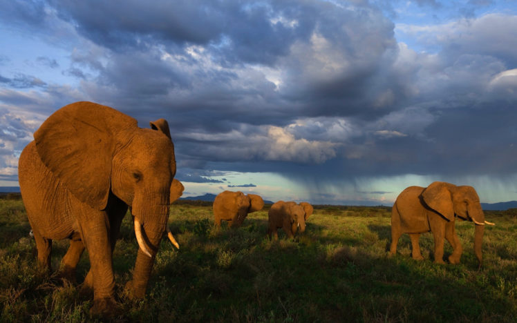 elephants, Herd HD Wallpaper Desktop Background