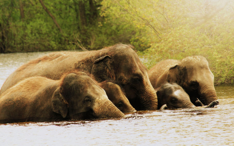 elephants, Herd HD Wallpaper Desktop Background
