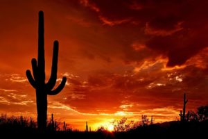 evening, Cactus, Sun, Sunset
