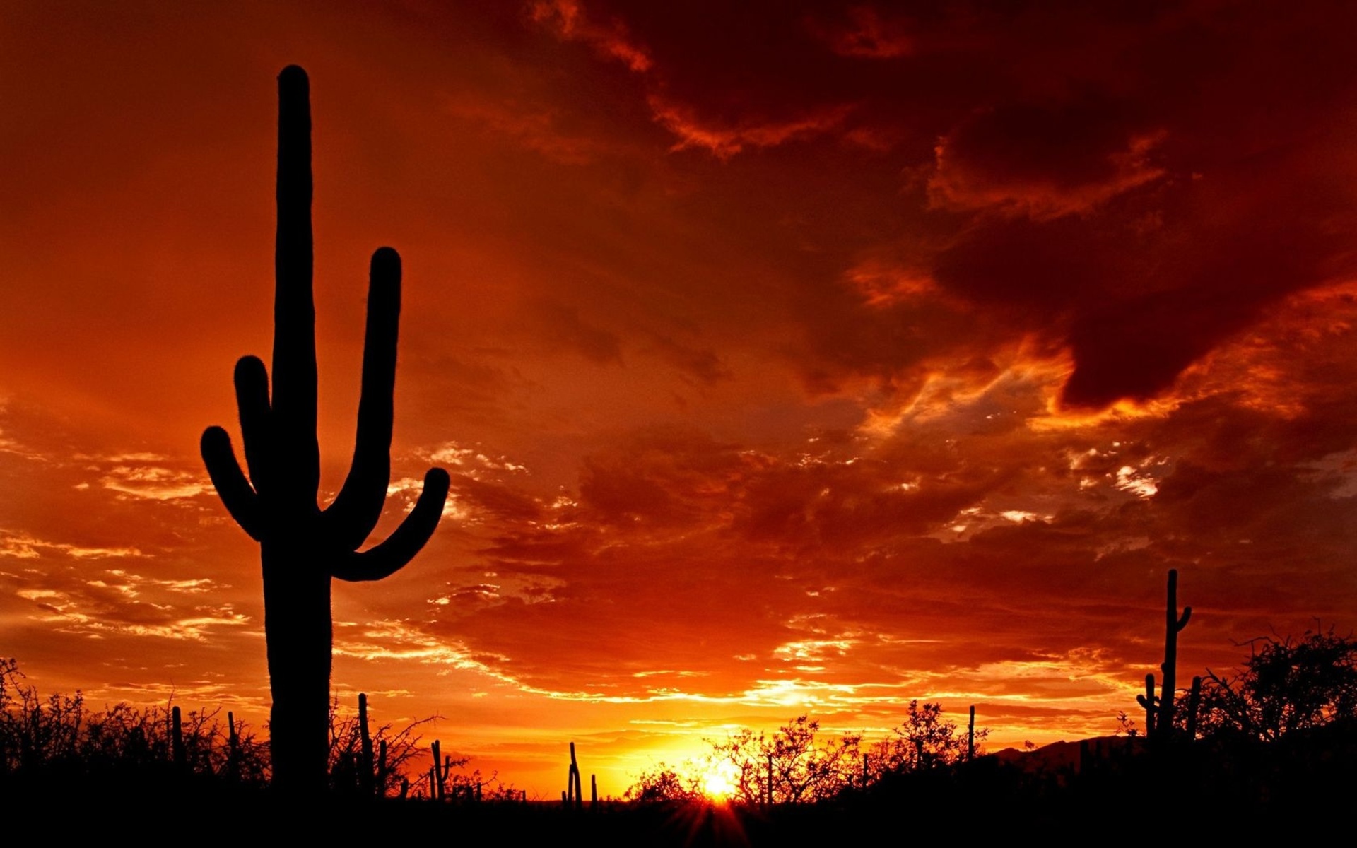 evening, Cactus, Sun, Sunset Wallpaper