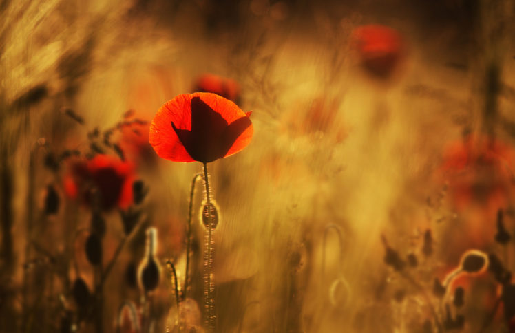poppies, Red, Flowers, Field, Close up, Blurred HD Wallpaper Desktop Background
