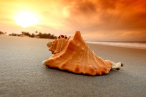 sand, Beach, Shell, Sea