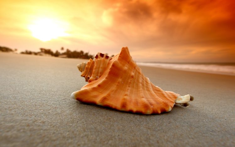 sand, Beach, Shell, Sea HD Wallpaper Desktop Background