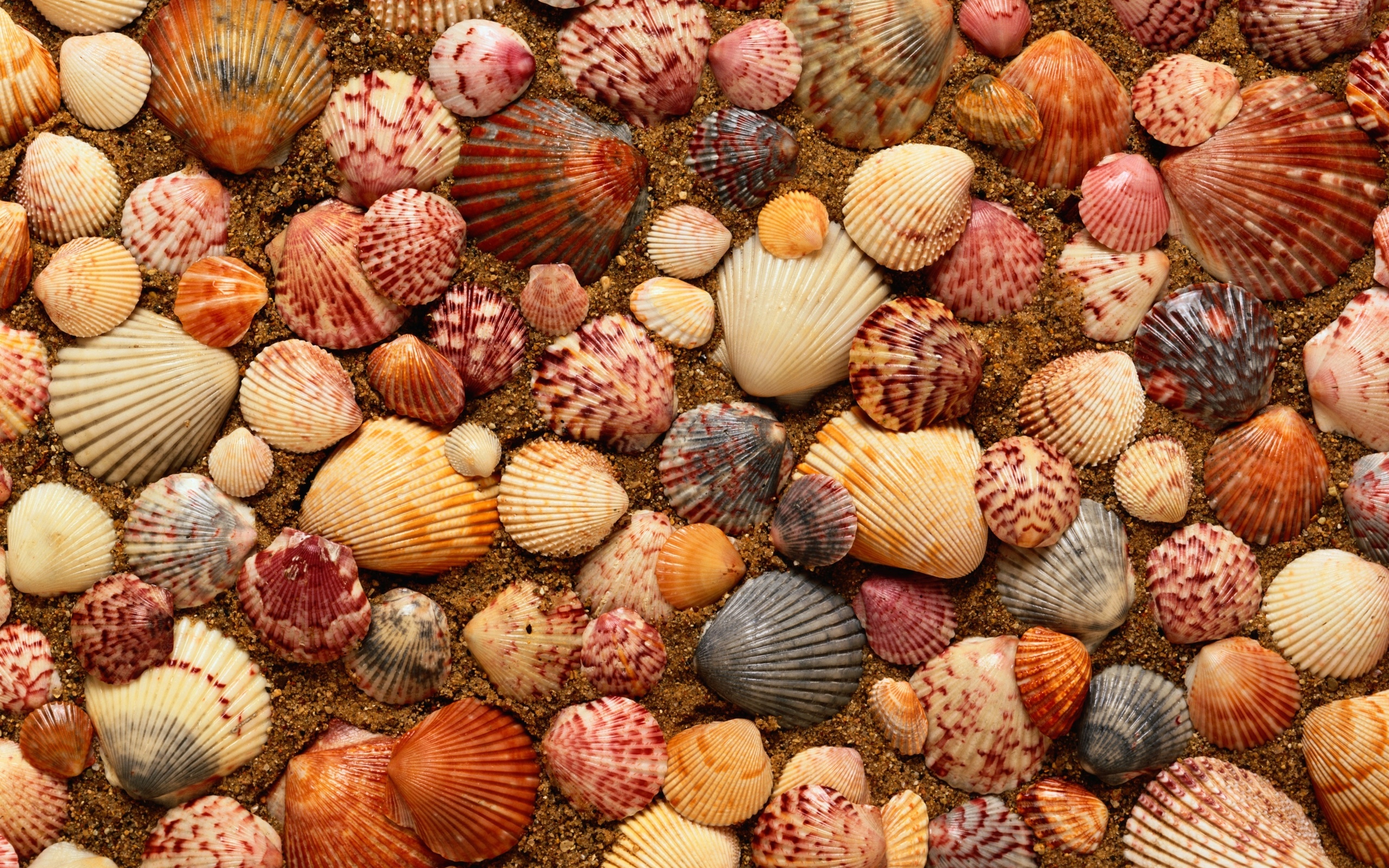 sand, Shells, Sea, Bokeh Wallpaper