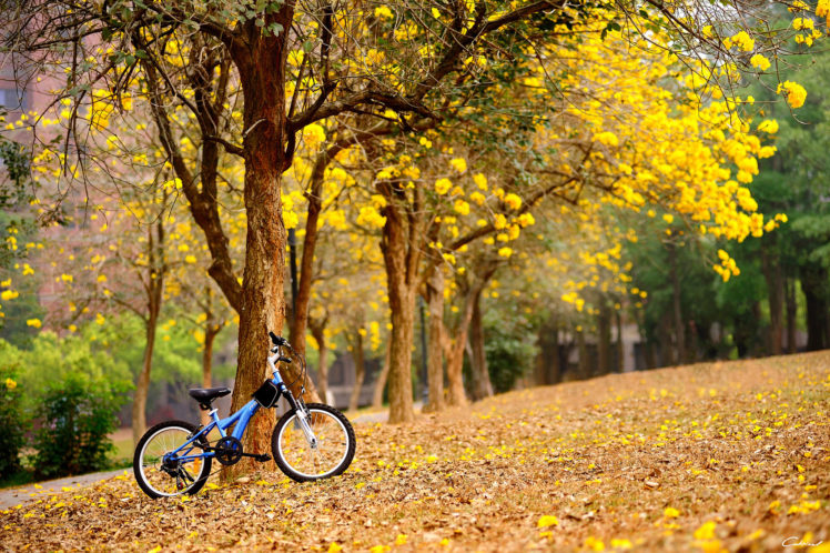 spring, Flowers, Yellow, Trees, Bike, Autumn, Fall, Mood, Bokeh HD Wallpaper Desktop Background