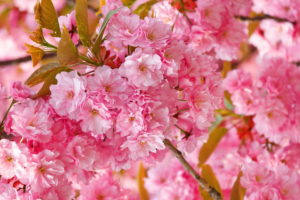 flowers, Sakura, Spring, Pink, Blossoms