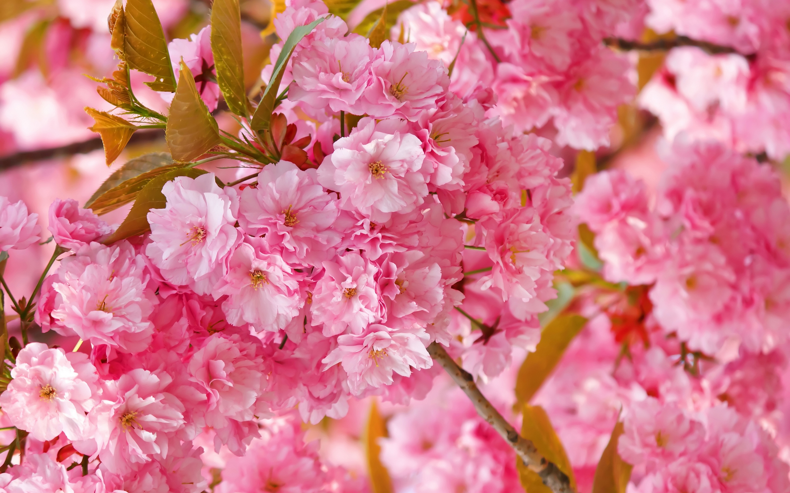 flowers, Sakura, Spring, Pink, Blossoms Wallpaper