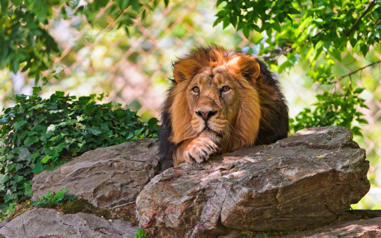 zoo, Lion, Stones HD Wallpaper Desktop Background