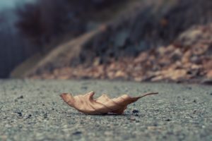 close up, Autumn, Leaves, Cold, Roads, Fallen, Leaves