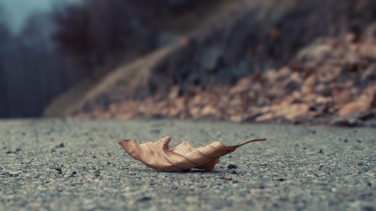 close up, Autumn, Leaves, Cold, Roads, Fallen, Leaves HD Wallpaper Desktop Background