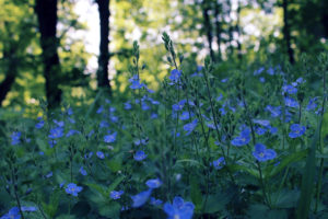 flowers, Blue, Spring, Field, Night, Glare, Bokeh