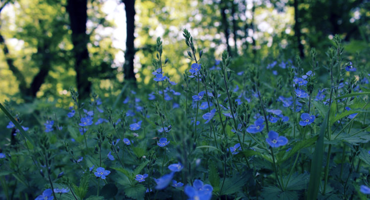 flowers, Blue, Spring, Field, Night, Glare, Bokeh HD Wallpaper Desktop Background