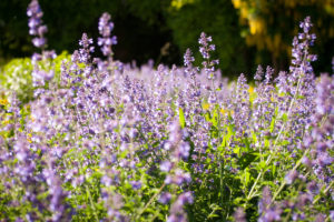 lavender, Macro, Meadow