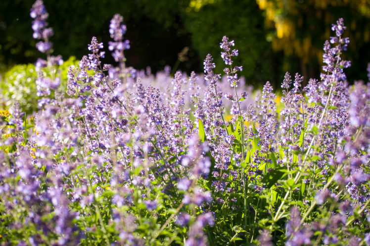 lavender, Macro, Meadow HD Wallpaper Desktop Background