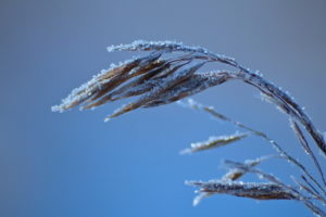 macro, Frost, Winter, Grass, Bokeh