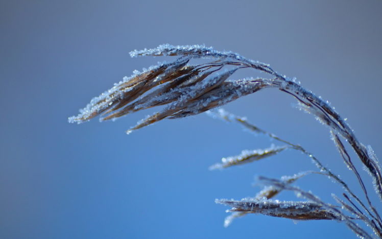 macro, Frost, Winter, Grass, Bokeh HD Wallpaper Desktop Background