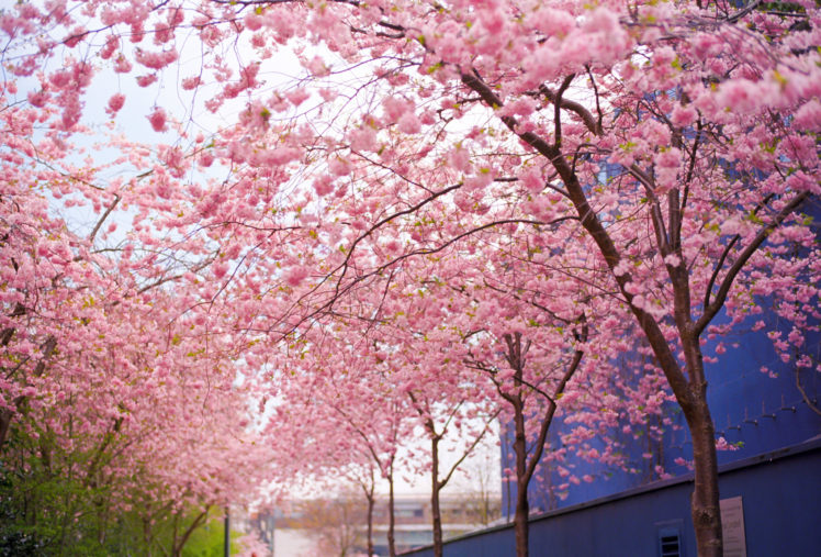 wood, Cherry, Pink, Flowers, Blooms, Branches, Spring, Blossoms HD Wallpaper Desktop Background