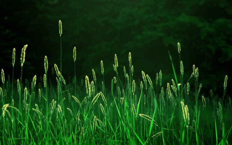 landscapes, Nature, Grass, Fields HD Wallpaper Desktop Background