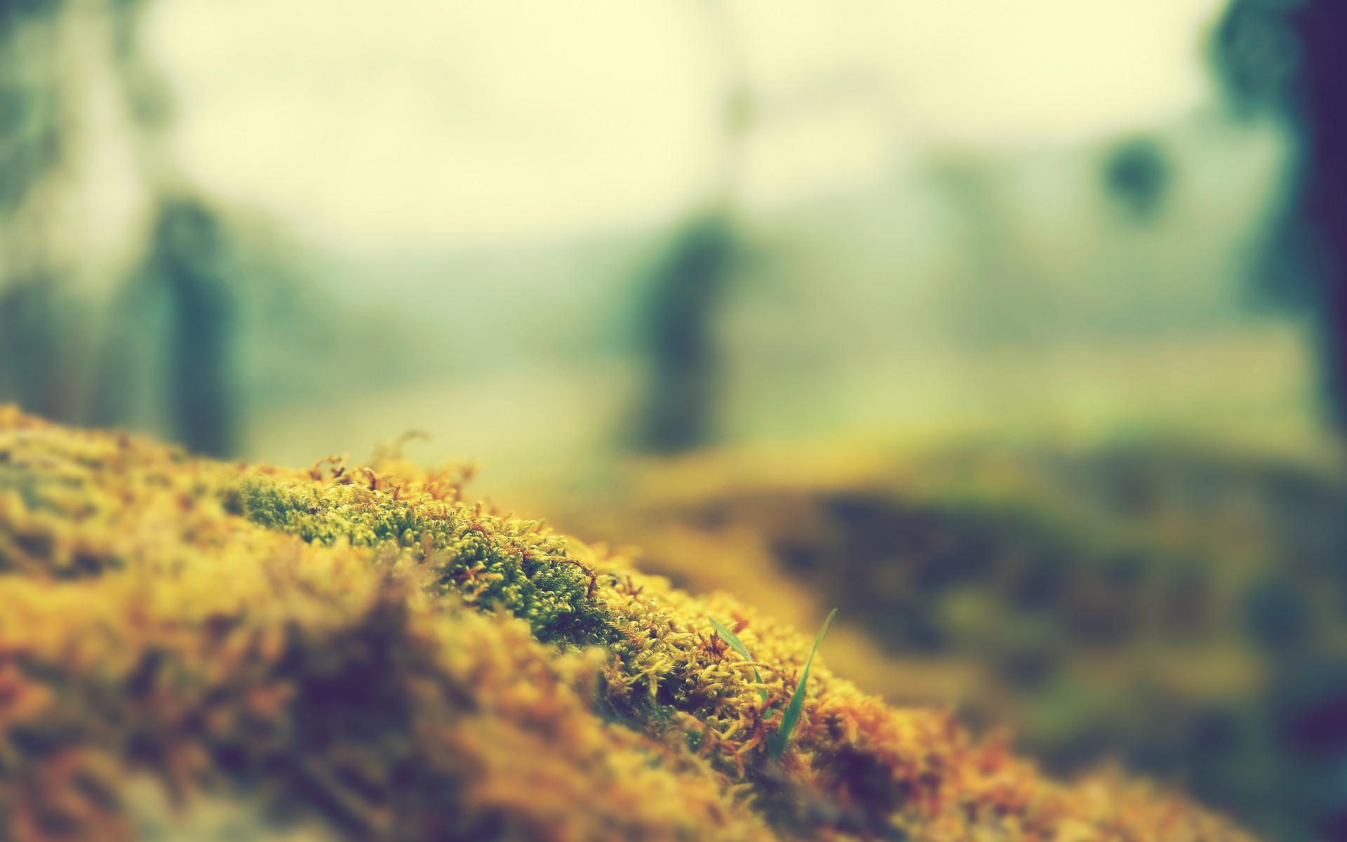 nature, Focus, Moss, Macro, Blurred Wallpaper