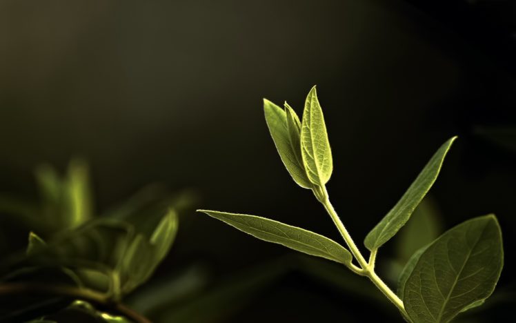 nature, Plants, Macro HD Wallpaper Desktop Background