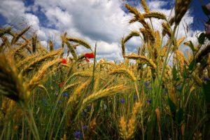 field, Ears, Flowers, Poppies, Cornflowers, Close up, Grass, Wheat, Hdr