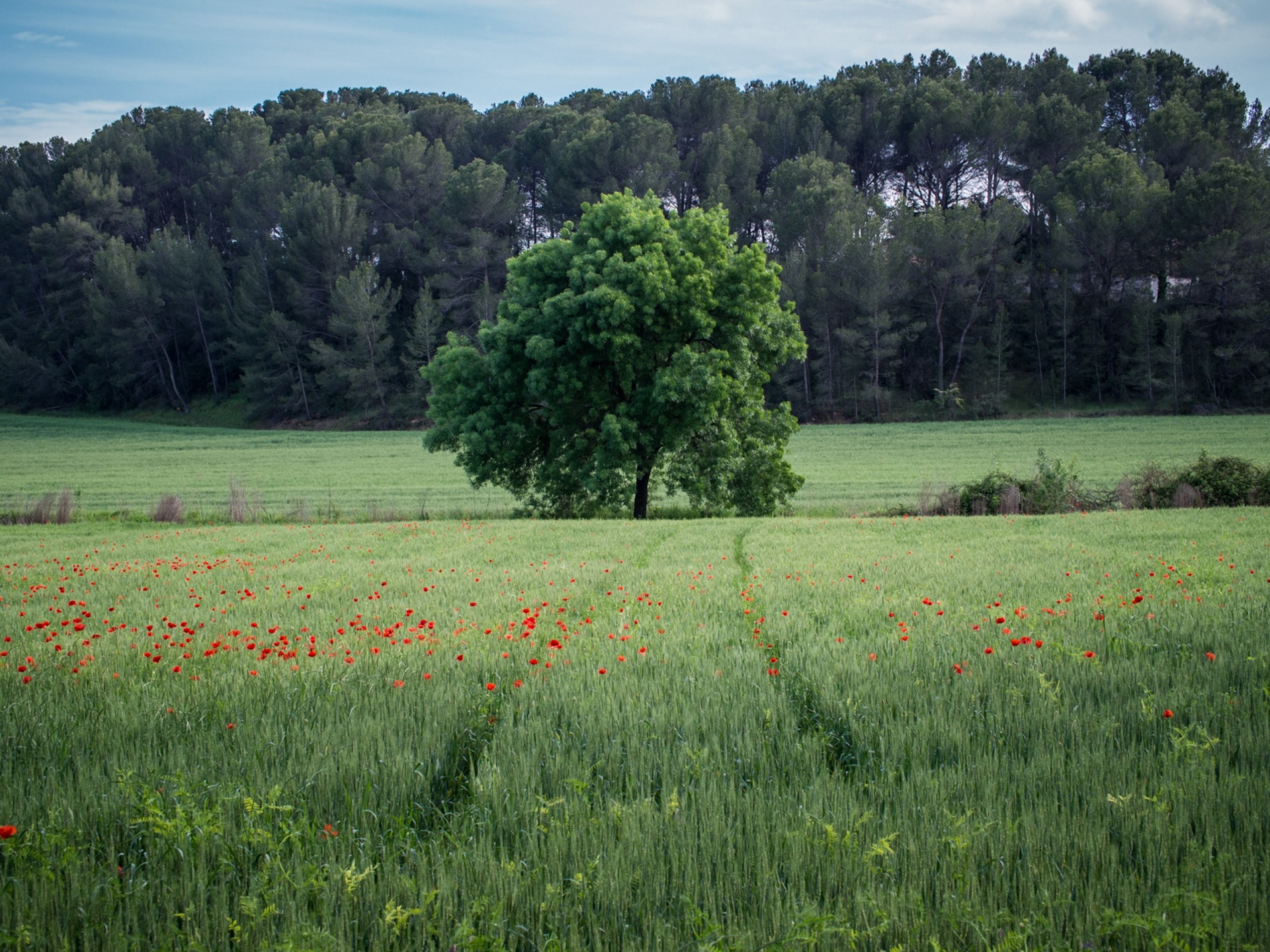 landscape, Field, Tree, Poppies, Sky Wallpaper