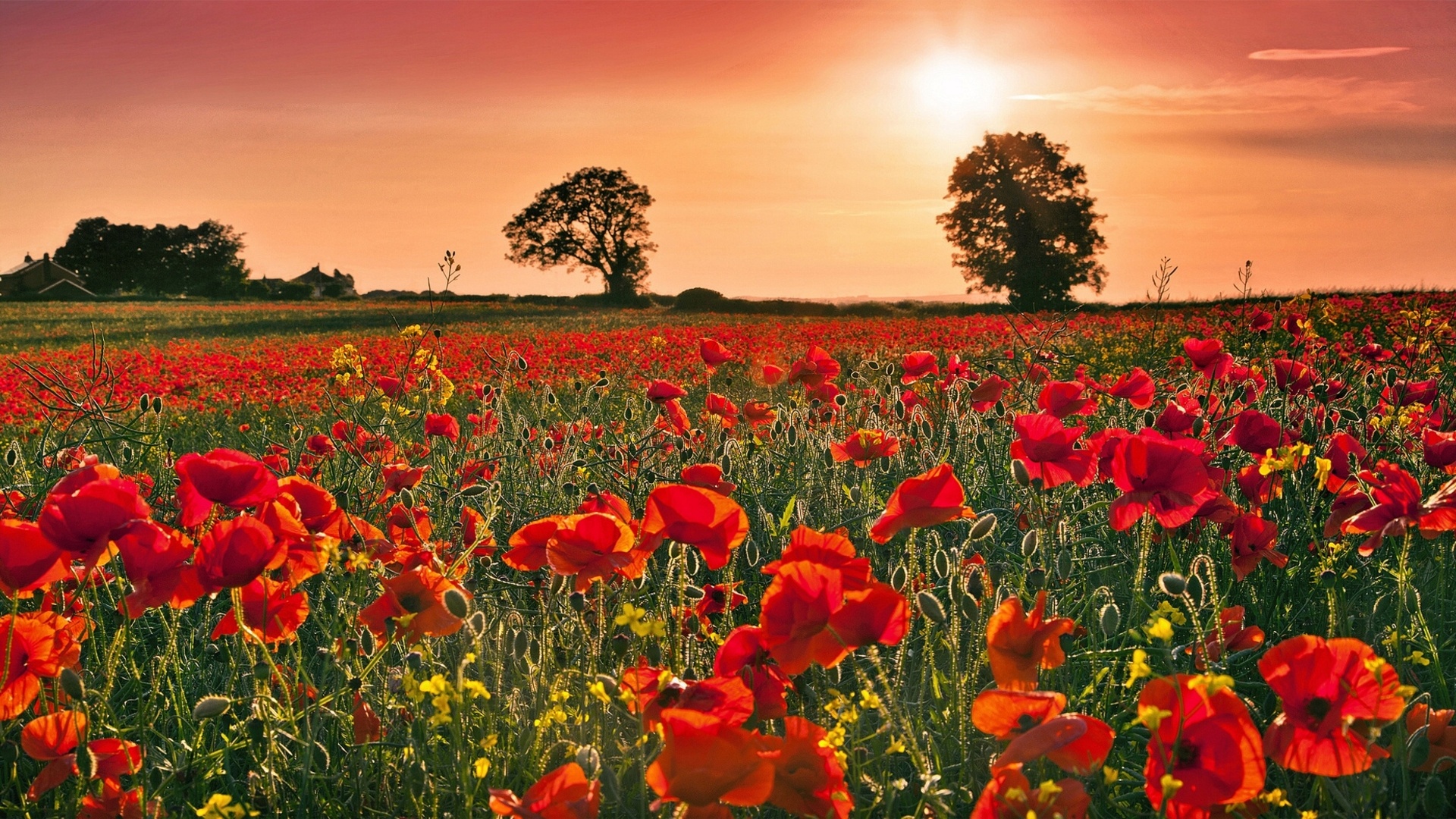 poppies, Field, Sunset Wallpaper