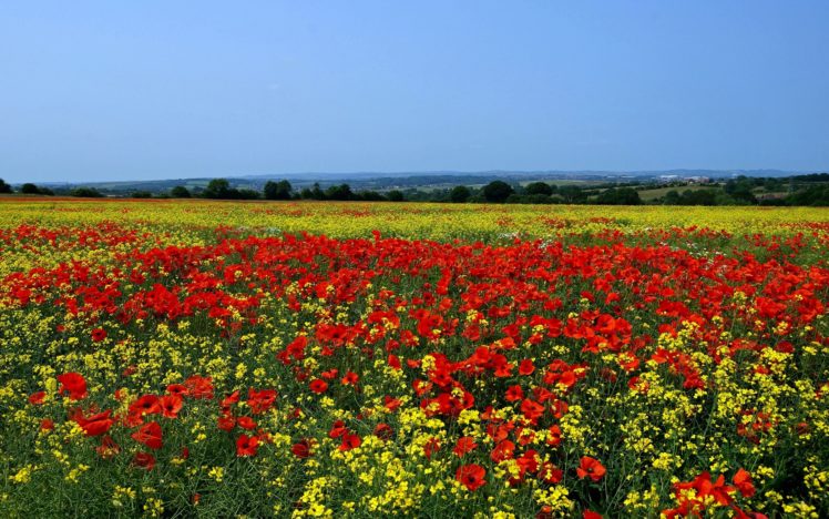 poppies, Wild, Cress, Skyline, Flowers, Landscape, Field HD Wallpaper Desktop Background