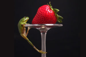 frog, Strawberry