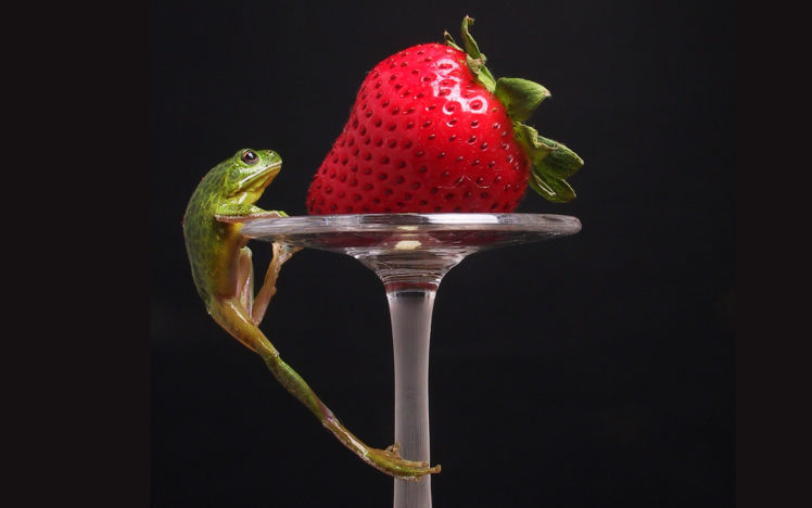 frog, Strawberry HD Wallpaper Desktop Background