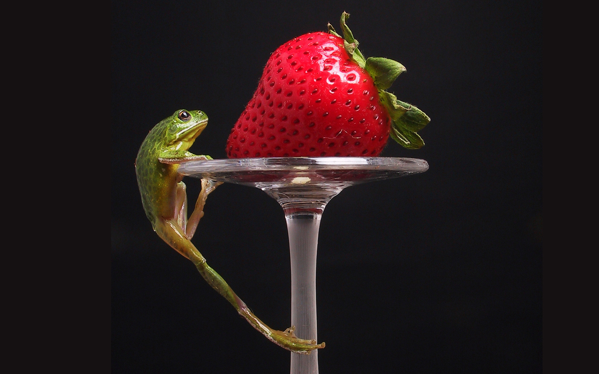 frog, Strawberry Wallpaper