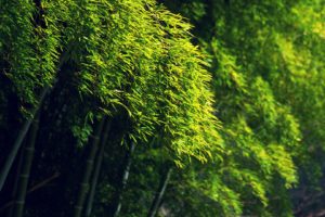 bamboo, Green, Trees, Bokeh