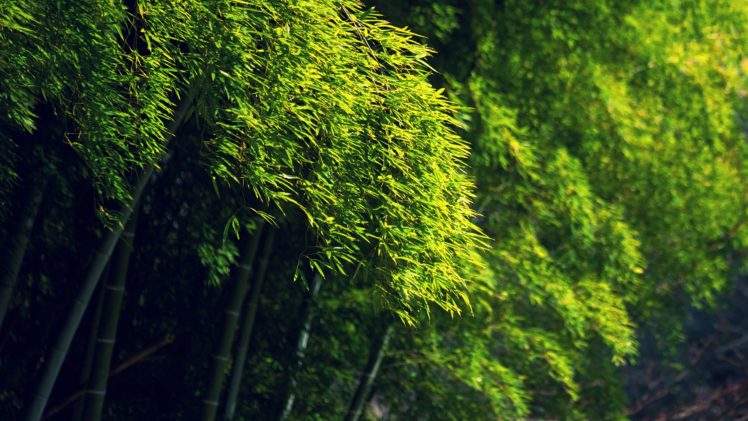 bamboo, Green, Trees, Bokeh HD Wallpaper Desktop Background