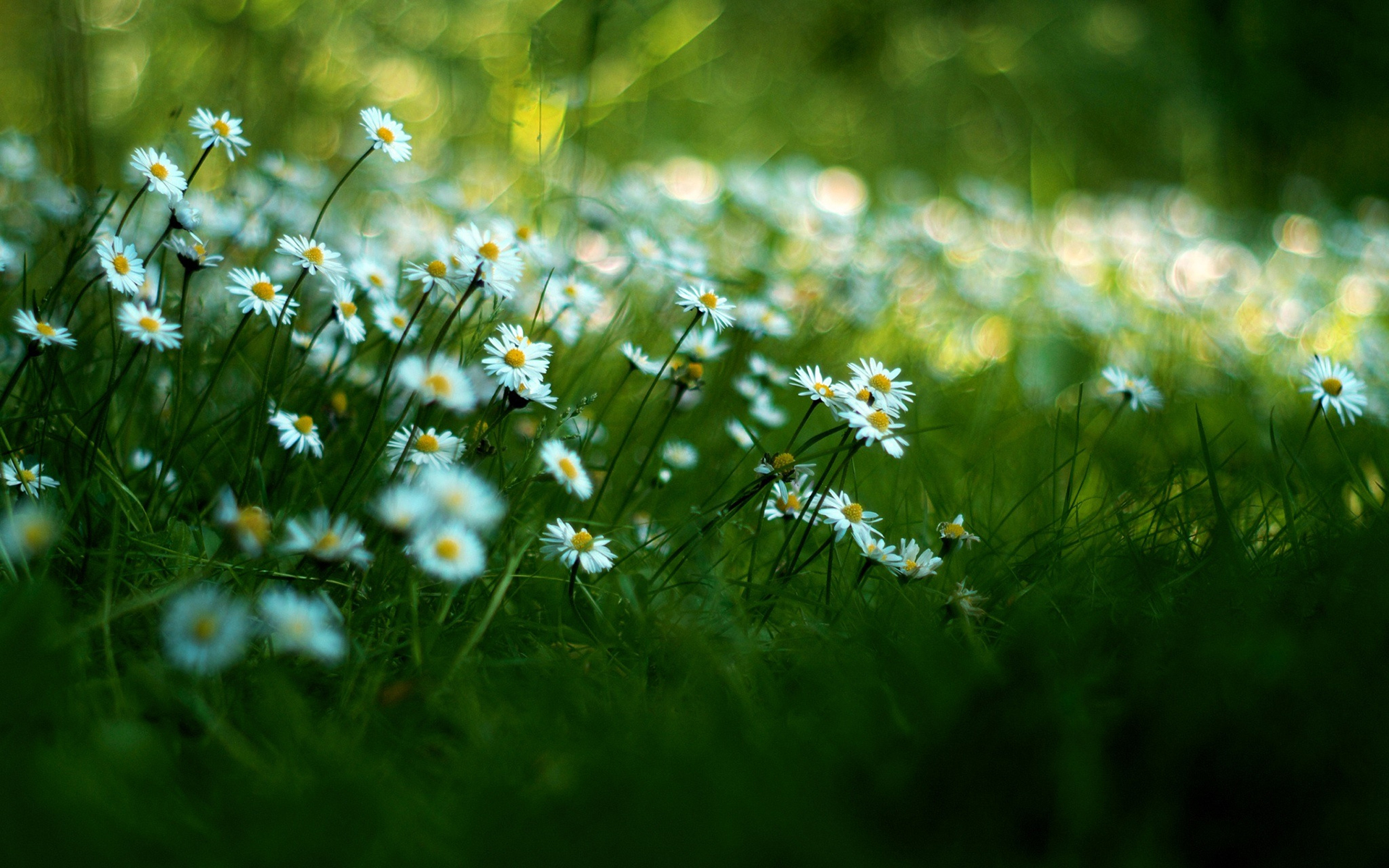 flowers, Macro Wallpaper