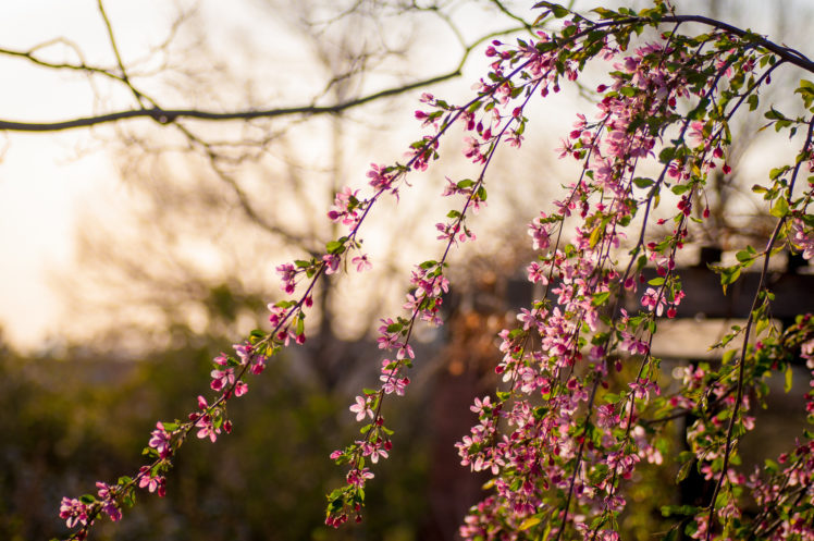 branches, Flowering, Flower, Blossoms, Blossom, Bokeh HD Wallpaper Desktop Background