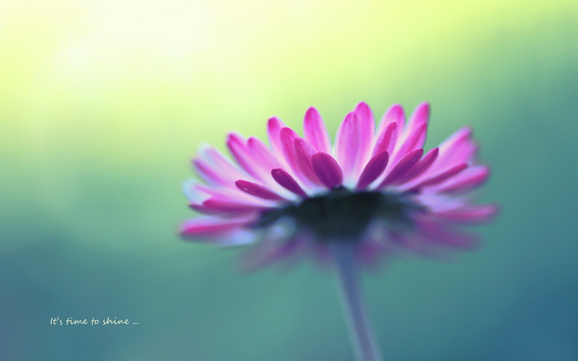 flower, Macro Wallpaper