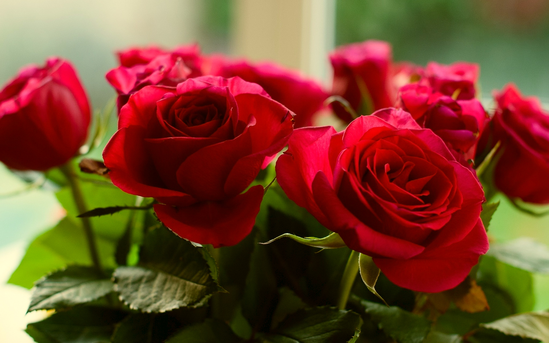 roses, Red, Flowers Wallpapers HD / Desktop and Mobile Backgrounds