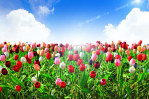 tulips, Sea, Of, Flowers, Sky, Flowers