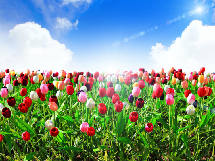 tulips, Sea, Of, Flowers, Sky, Flowers HD Wallpaper Desktop Background