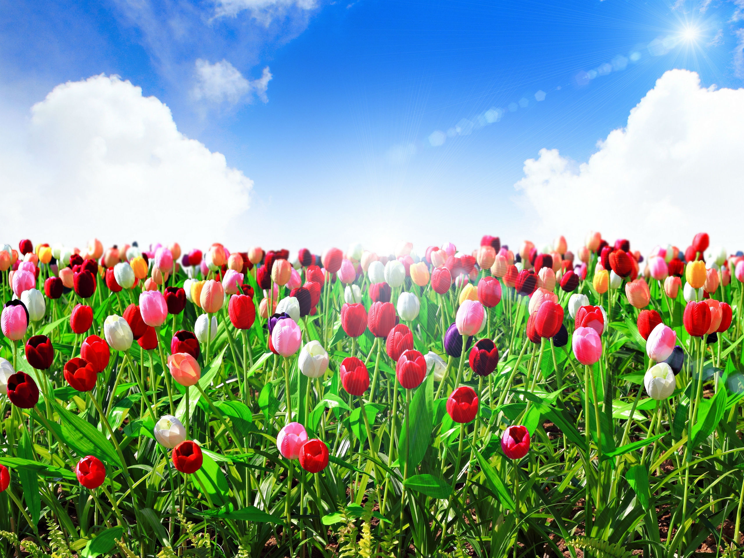 tulips, Sea, Of, Flowers, Sky, Flowers Wallpapers HD / Desktop and Mobile  Backgrounds