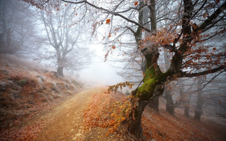 landscapes, Trees, Autumn, Path, Mist HD Wallpaper Desktop Background