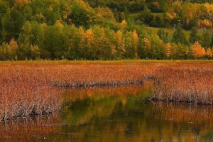 autumn, River, Grass, Trees, Landscape, Reflection