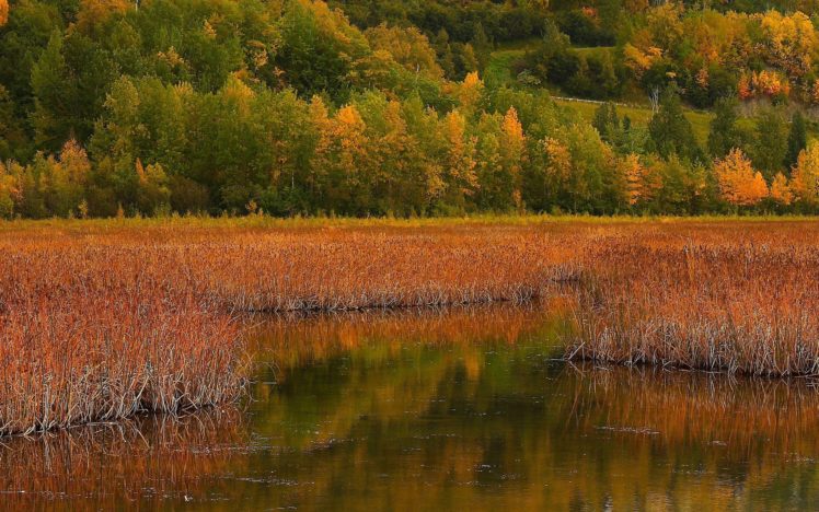 autumn, River, Grass, Trees, Landscape, Reflection HD Wallpaper Desktop Background
