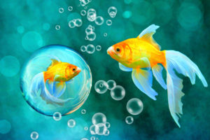 bubbles, Goldfish, Blue, Bokeh, Sea, Fish, Fishes, Underwater, Water, Gold