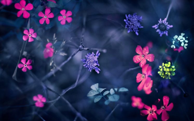 flowers, Macro HD Wallpaper Desktop Background