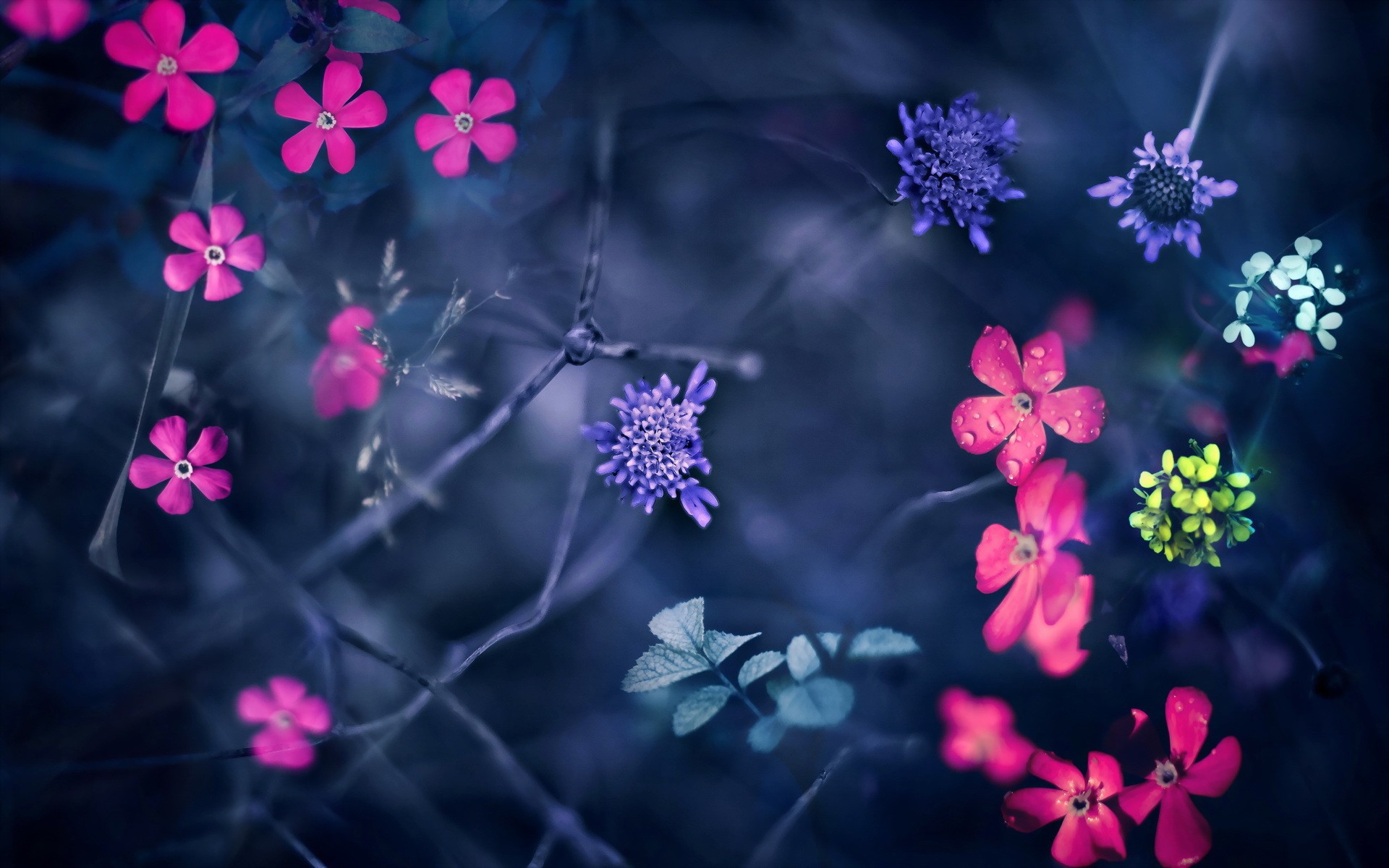 flowers, Macro Wallpaper
