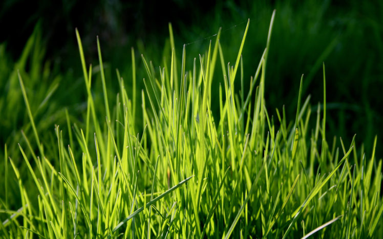 nature, Grass, Plants, Depth, Of, Field HD Wallpaper Desktop Background