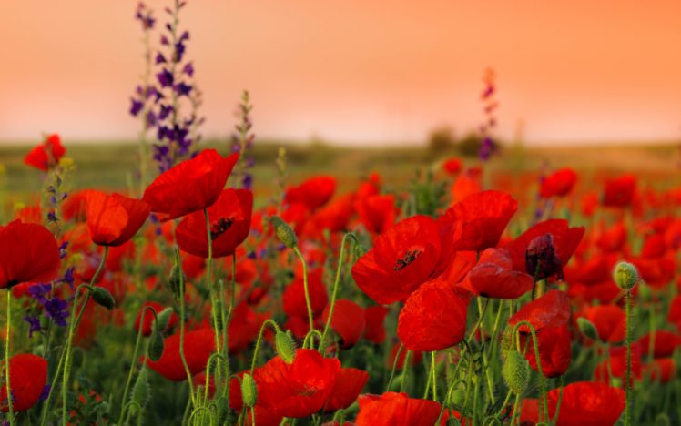 poppies, Field, Flowers, Buds HD Wallpaper Desktop Background