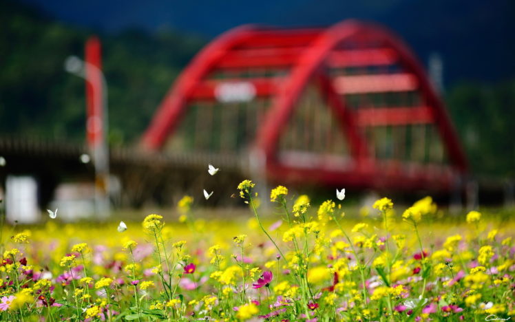 summer, Flowers, City, Butterfly, Bokeh HD Wallpaper Desktop Background